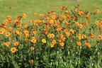 Nelkenwurz 'Totally Tangerine' - Geum coccineum 'Totally Tangerine'