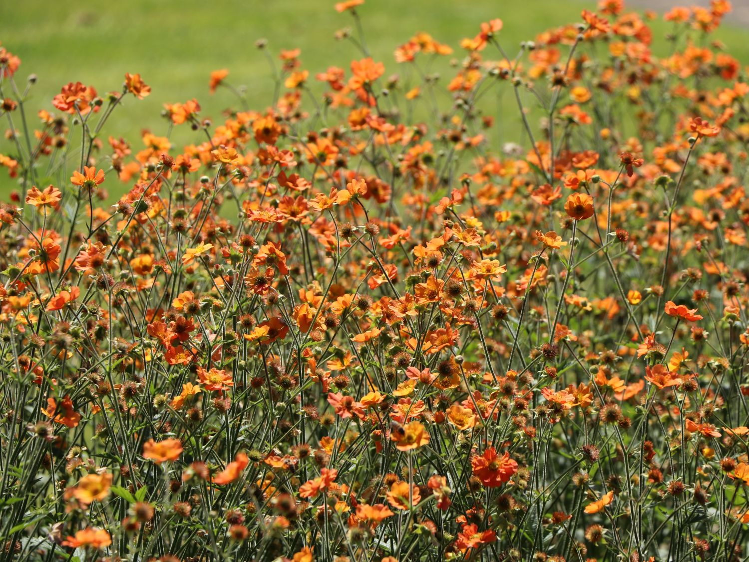 Nelkenwurz 'Totally Tangerine' - Geum coccineum 'Totally Tangerine'
