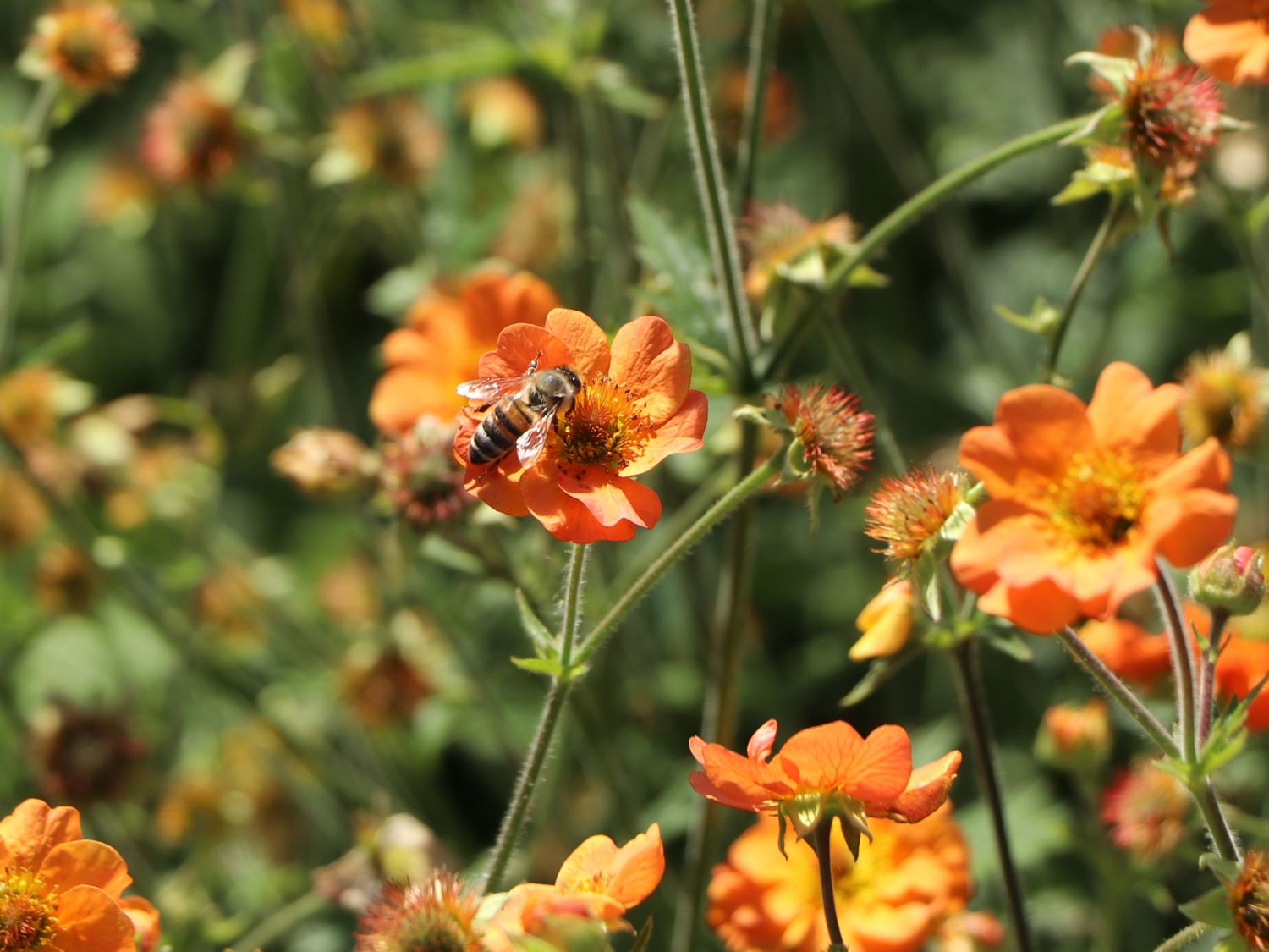 Nelkenwurz 'Totally Tangerine' - Geum coccineum 'Totally Tangerine'