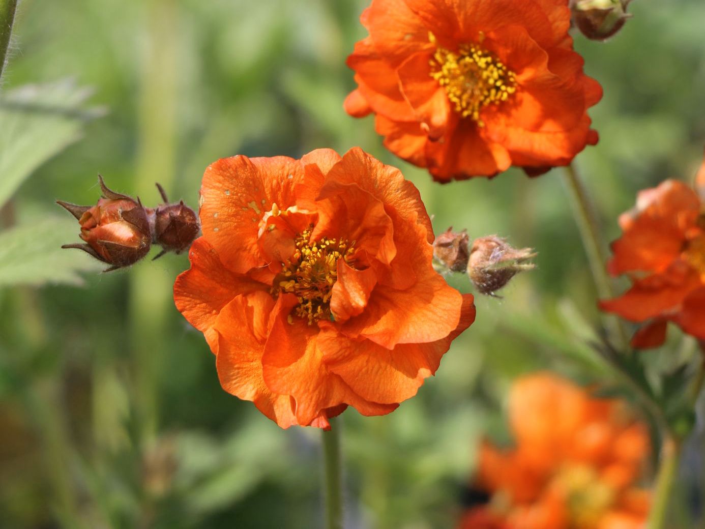 Nelkenwurz 'Werner Arends'