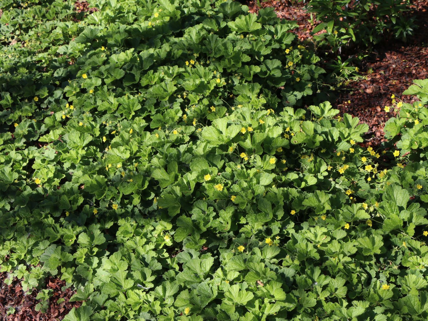 Nelkenwurzähnliche Waldsteinie / Gelapptblättrige Waldsteinie