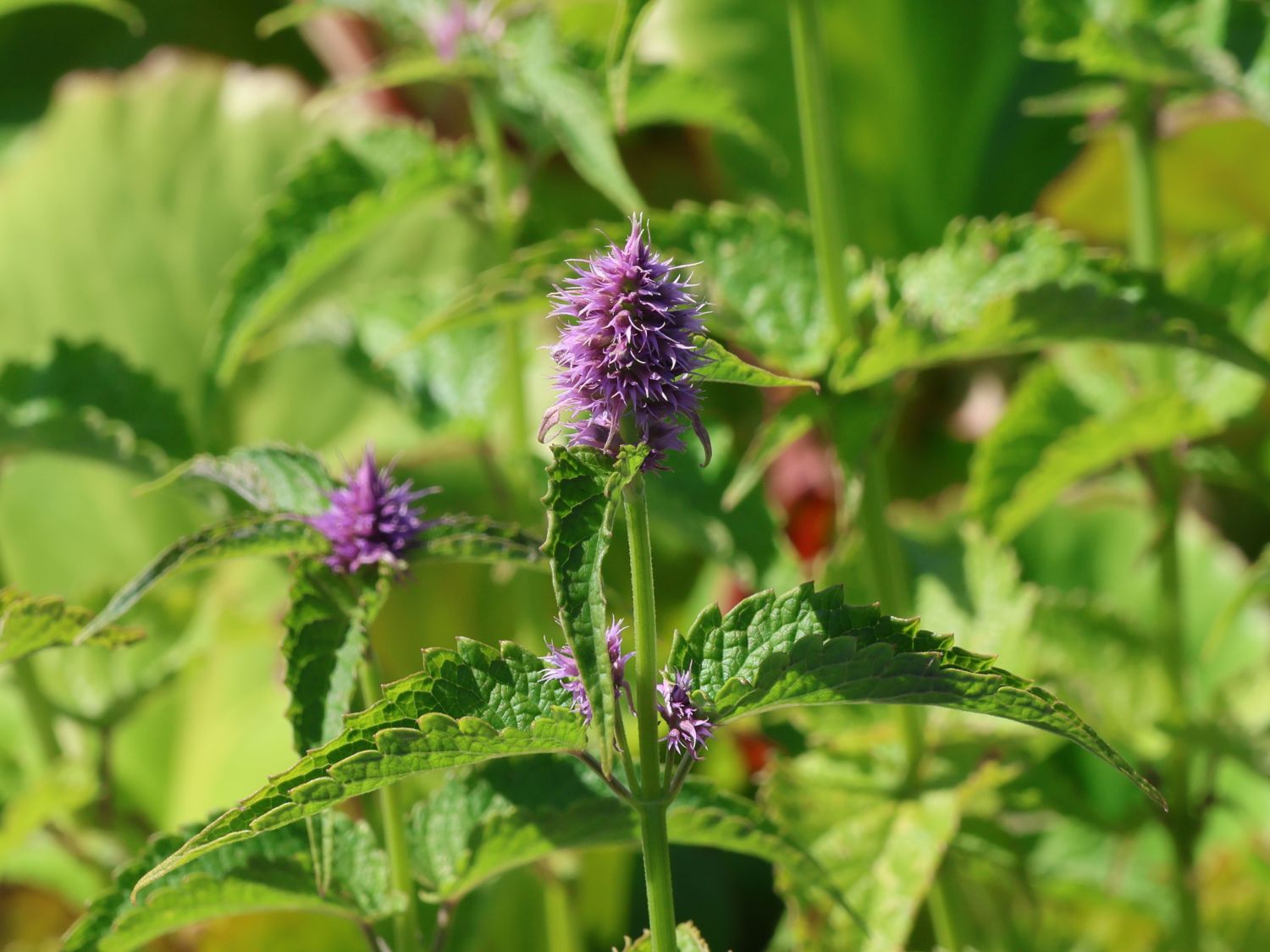 Nesselblättrige Duftnessel