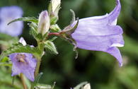 Nesselblättrige Glockenblume