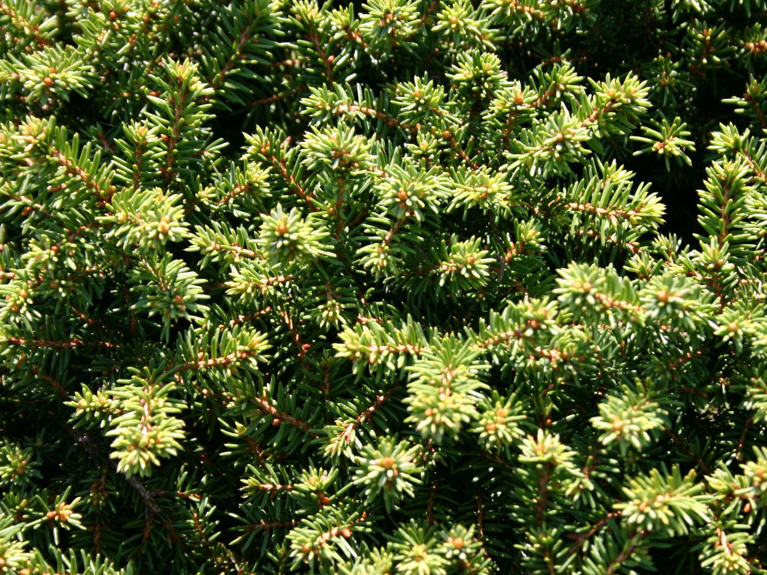 Nestfichte 'Little Gem' Picea abies 'Little Gem' Baumschule Horstmann