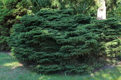 Nestfichte 'Nidiformis'