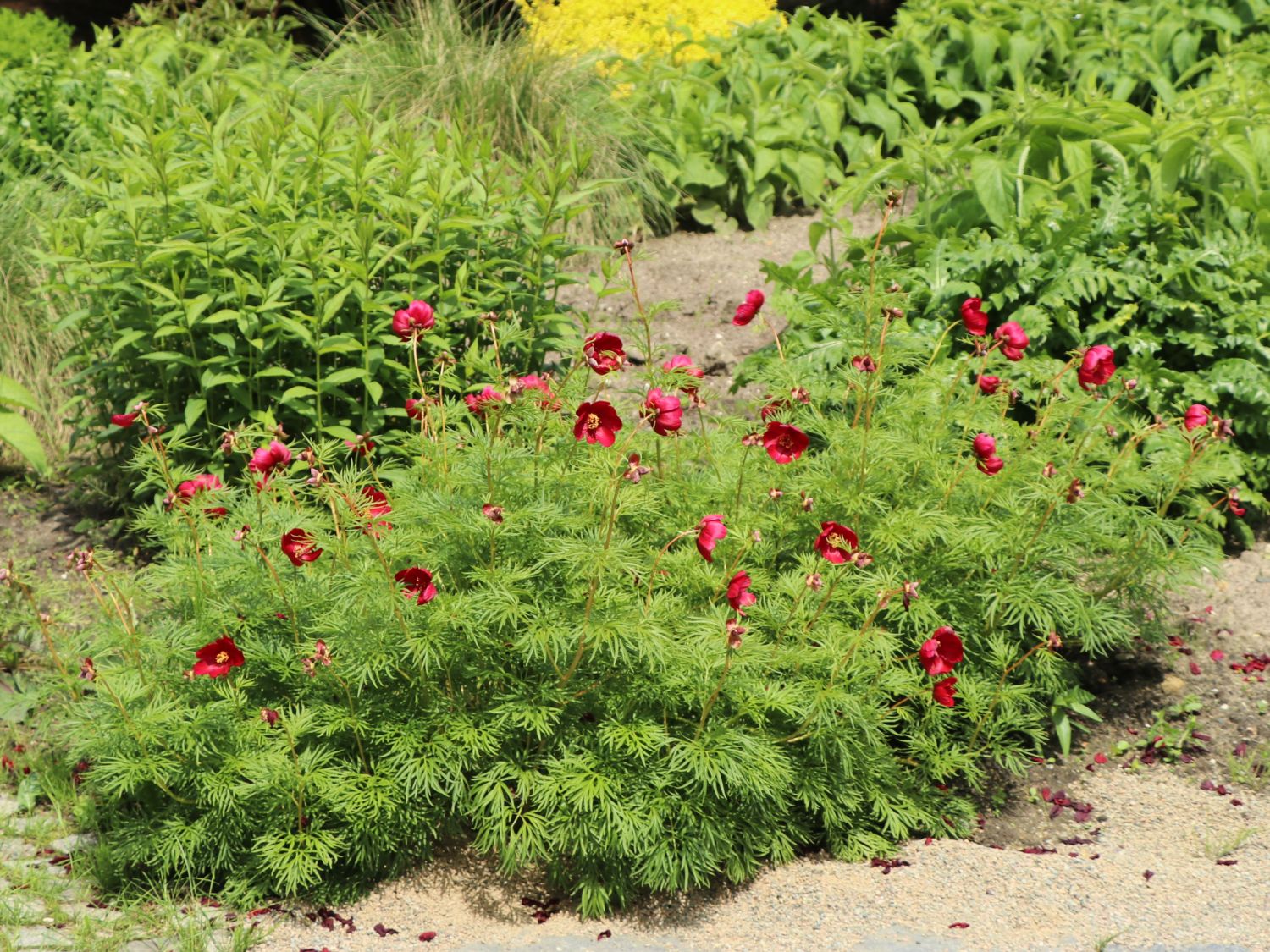 Netzblatt-Pfingstrose