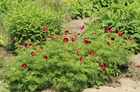 Netzblatt-Pfingstrose - Paeonia tenuifolia