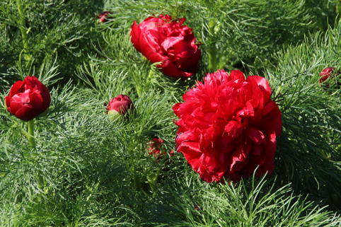 Netzblatt-Pfingstrose 'Plena' - Paeonia tenuifolia 'Plena'