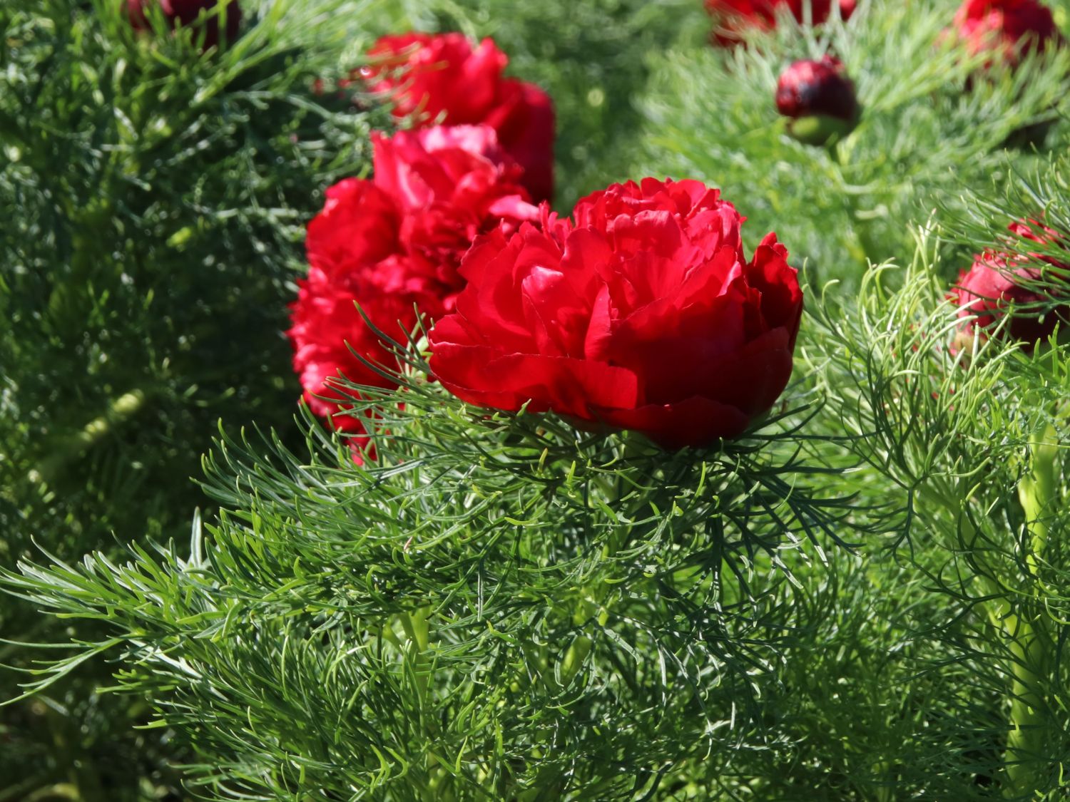 Netzblatt-Pfingstrose 'Plena' - Paeonia tenuifolia 'Plena'