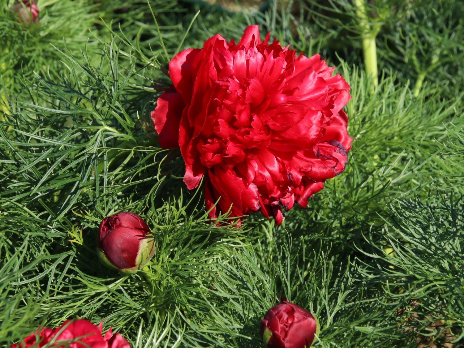Netzblatt-Pfingstrose 'Plena' - Paeonia tenuifolia 'Plena'