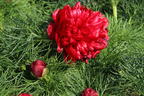 Netzblatt-Pfingstrose 'Plena' - Paeonia tenuifolia 'Plena'