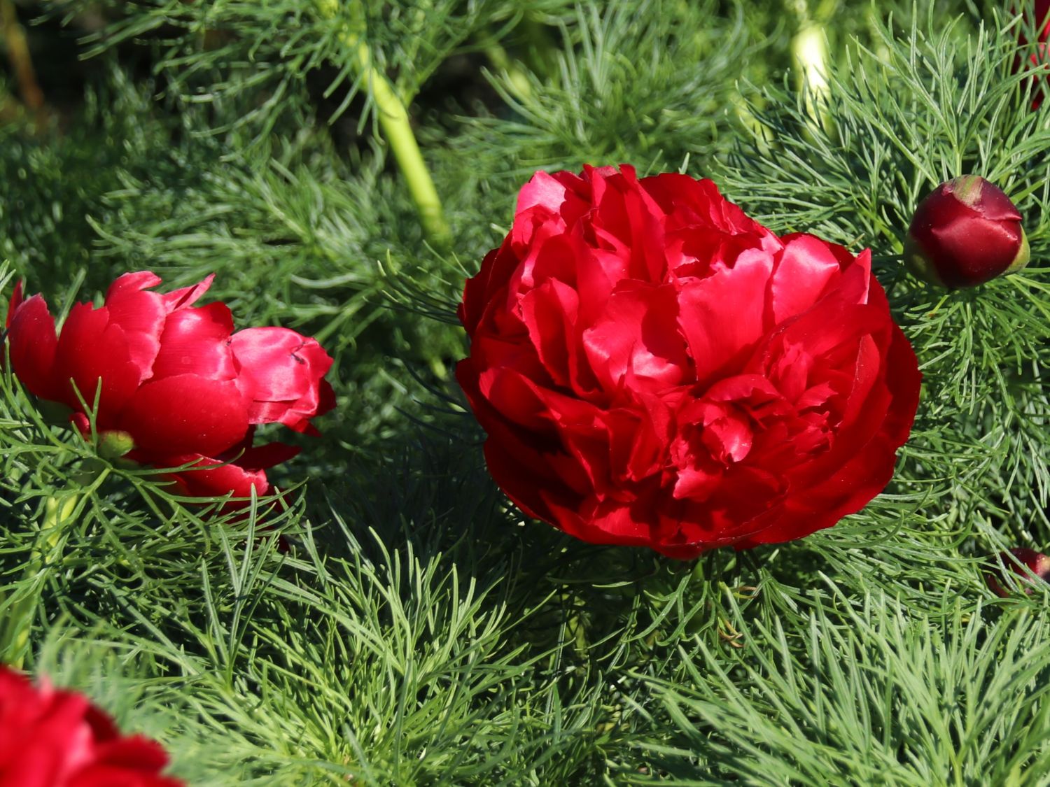 Netzblatt-Pfingstrose 'Plena' - Paeonia tenuifolia 'Plena'