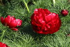 Netzblatt-Pfingstrose 'Plena' - Paeonia tenuifolia 'Plena'