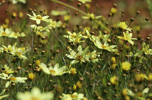 Netzblatt Schönauge 'Moonbeam' - Coreopsis verticillata 'Moonbeam'