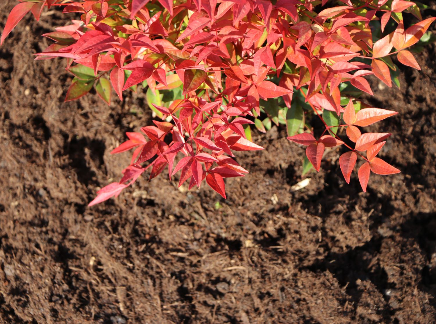 NeudoHum ® Universalerde - NEUDORFF ®