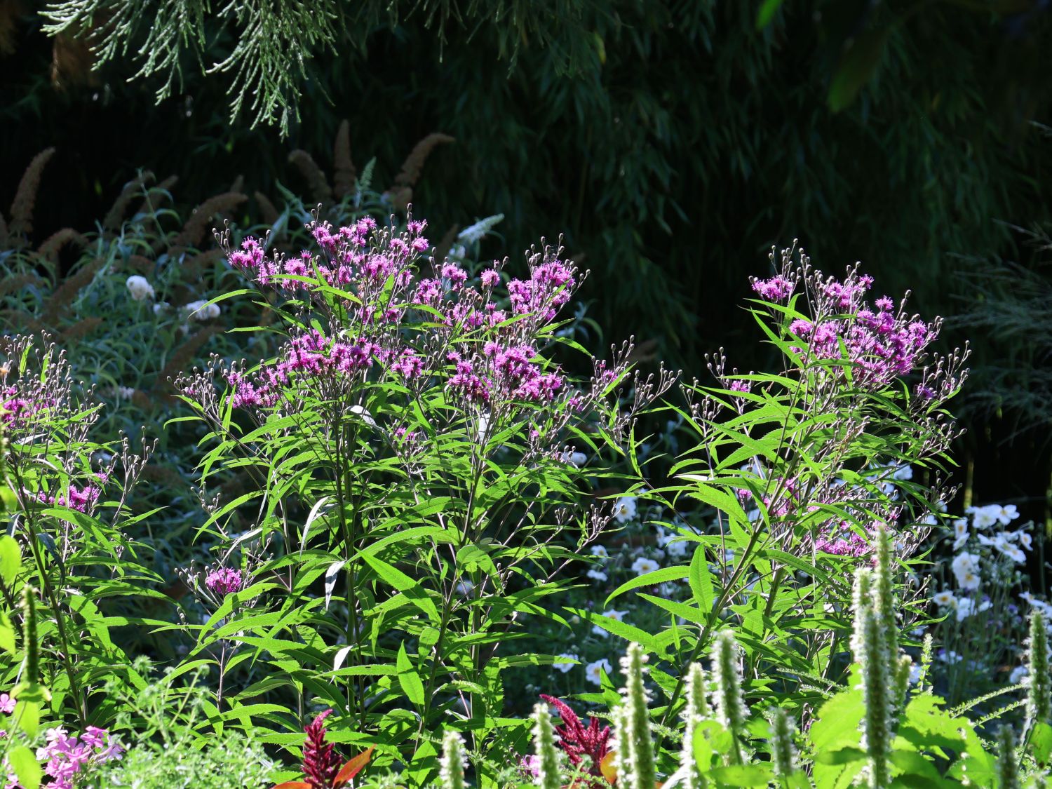 New York-Scheinaster - Vernonia noveboracensis