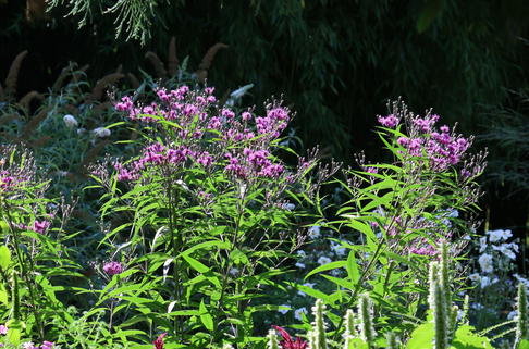 New York-Scheinaster - Vernonia noveboracensis