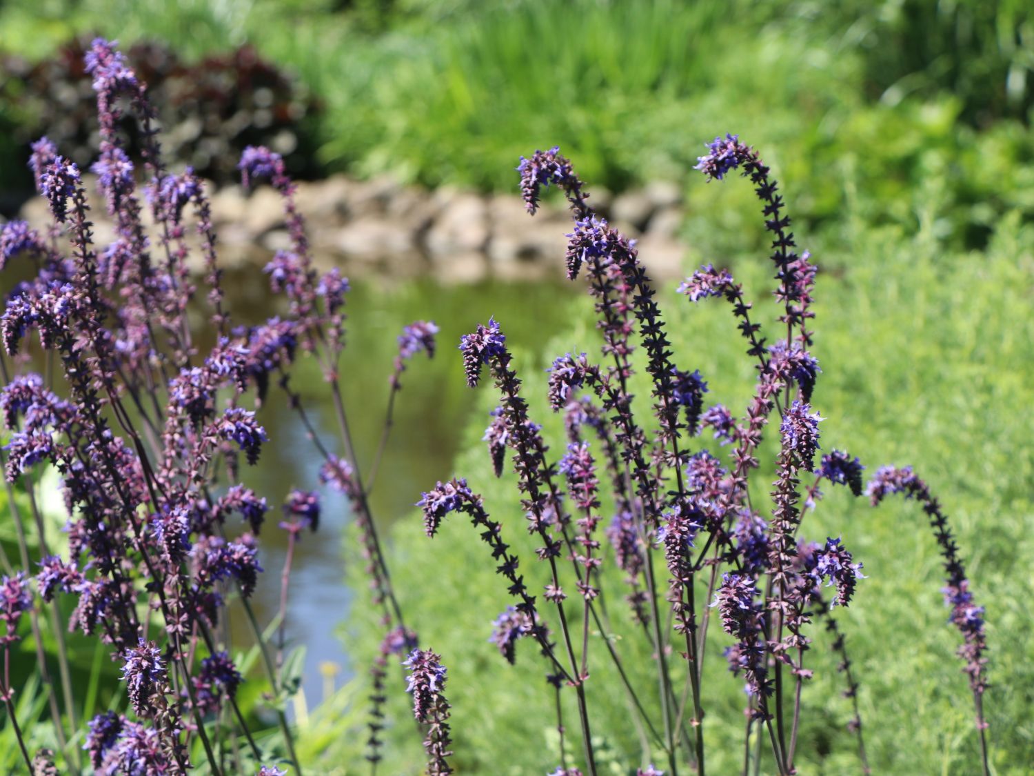 Nickender Steppen-Salbei 'Saxdorf'