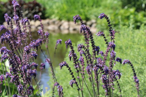 Nickender Steppen-Salbei 'Saxdorf' - Salvia nutans x nemorosa 'Saxdorf'