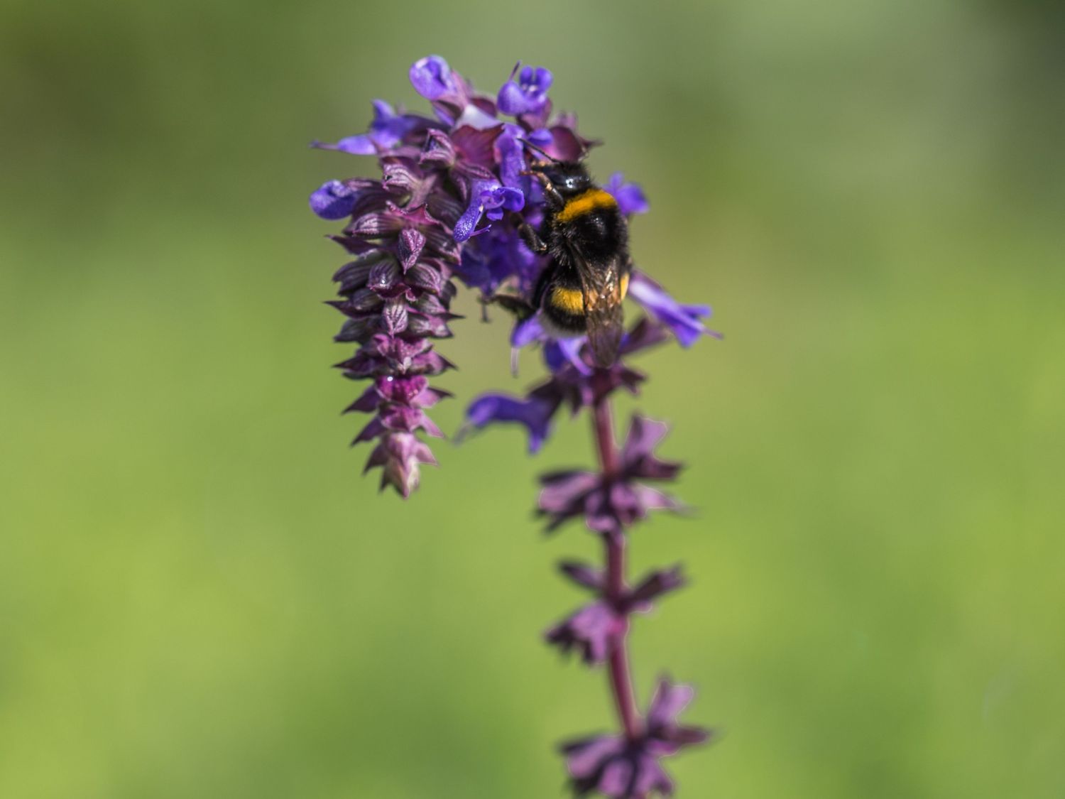 Nickender Steppen-Salbei 'Saxdorf' - Salvia nutans x nemorosa 'Saxdorf'