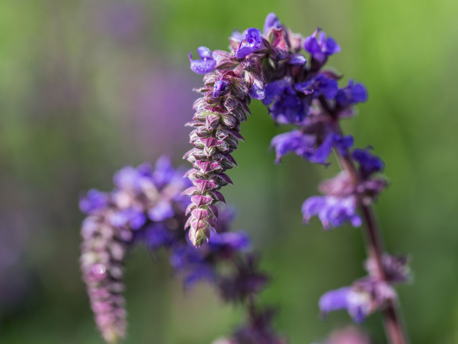 Nickender Steppen-Salbei 'Saxdorf' - Salvia nutans x nemorosa 'Saxdorf'