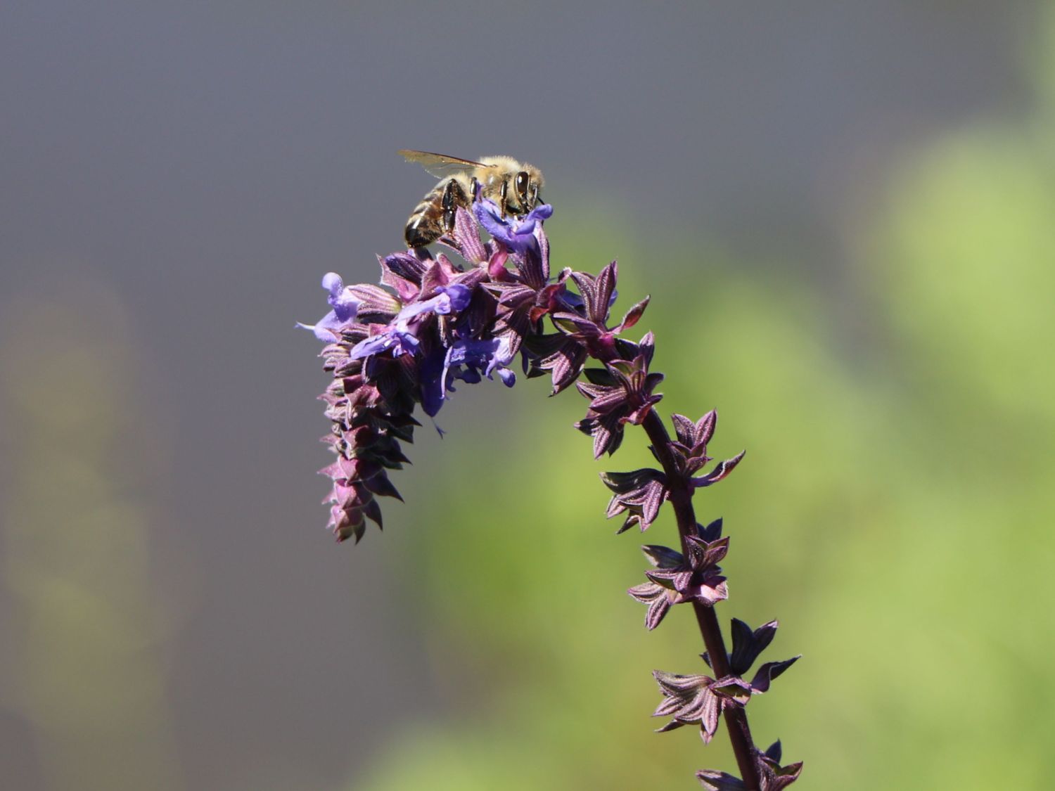 Nickender Steppen-Salbei 'Saxdorf' - Salvia nutans x nemorosa 'Saxdorf'