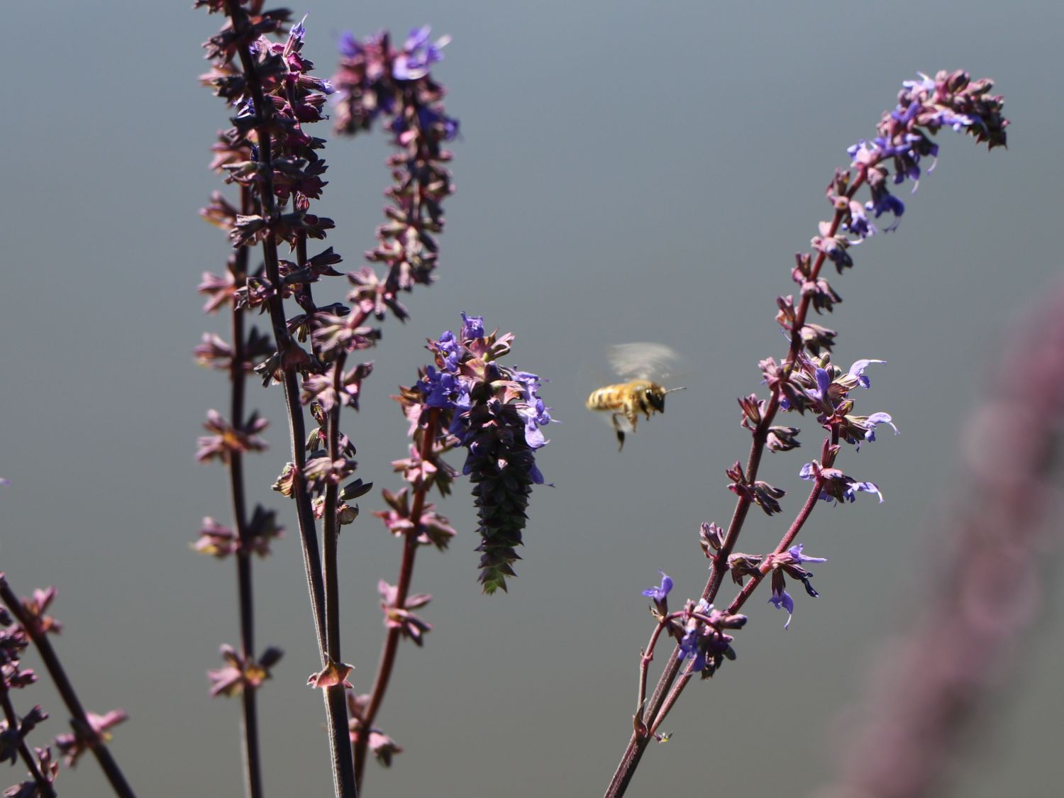 Nickender Steppen-Salbei 'Saxdorf' - Salvia nutans x nemorosa 'Saxdorf'