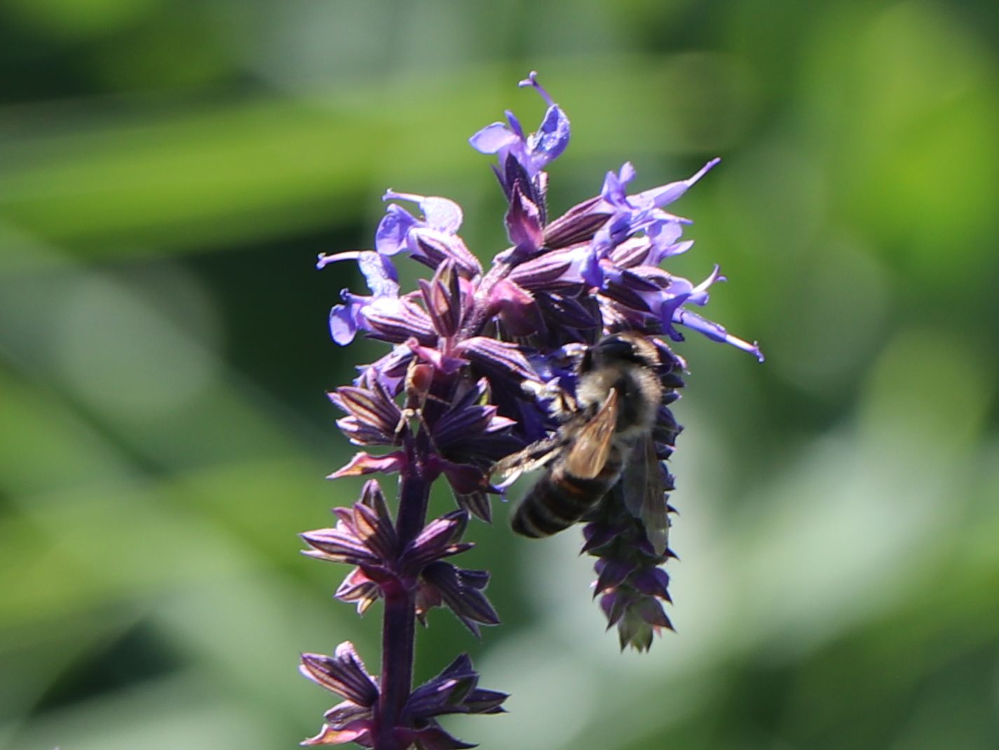 Nickender Steppen-Salbei 'Saxdorf' - Salvia nutans x nemorosa 'Saxdorf'