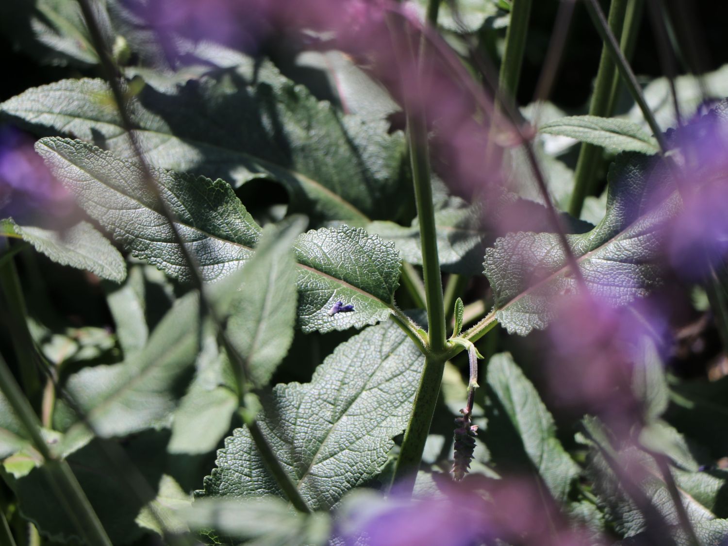 Nickender Steppen-Salbei 'Saxdorf' - Salvia nutans x nemorosa 'Saxdorf'