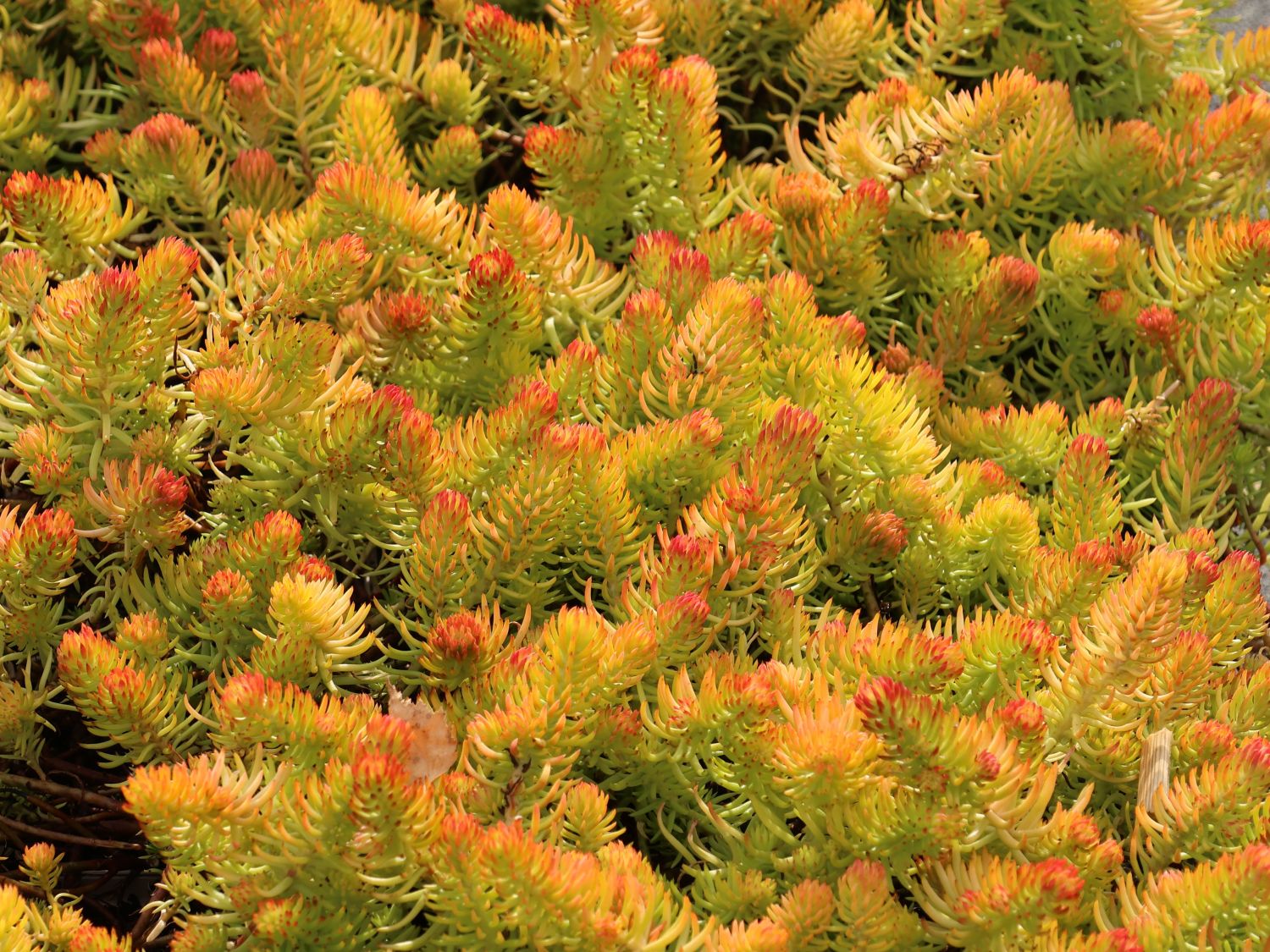 Nickendes Fettblatt 'Angelina'