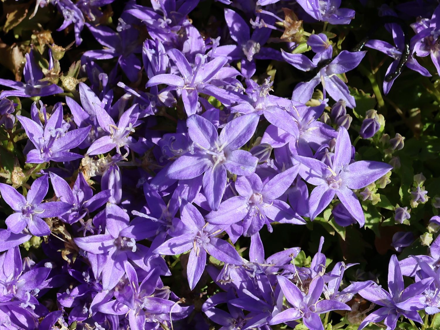 Niedere Glockenblume 'Senior'