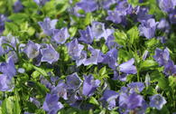 Niedliche Glockenblume 'Bavaria Blue'