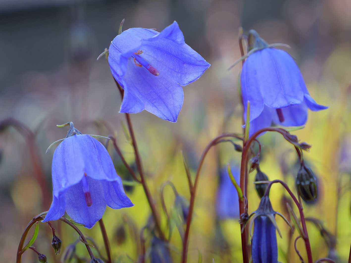 Niedliche Glockenblume 'Jingle Blue' - Campanula cochleariifolia 'Jingle Blue'