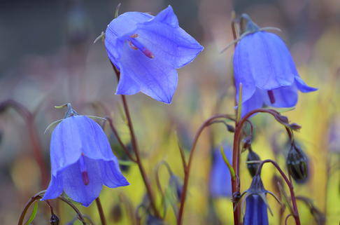 Niedliche Glockenblume 'Jingle Blue' - Campanula cochleariifolia 'Jingle Blue'
