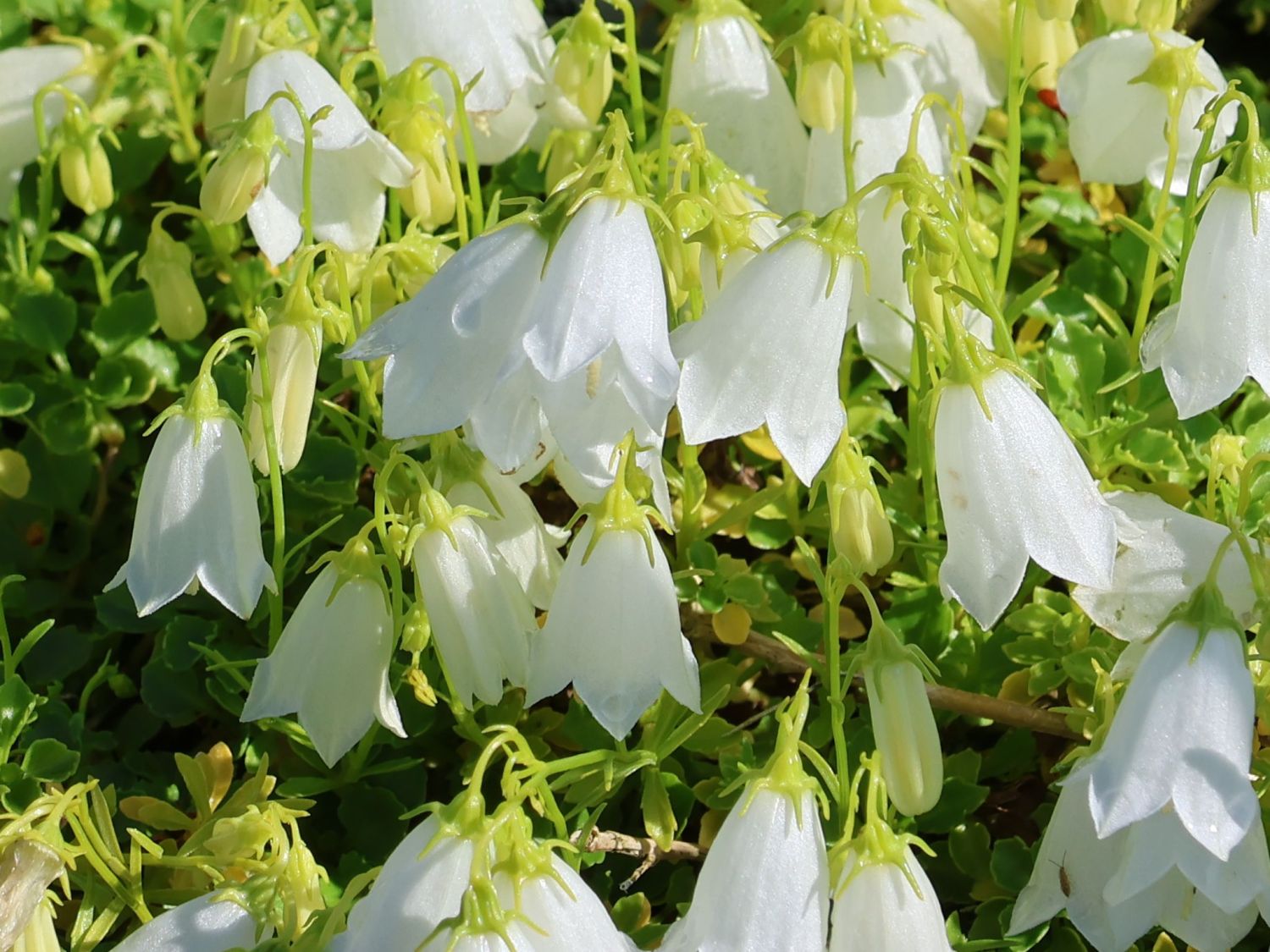 Niedliche Glockenblume 'Jingle White'