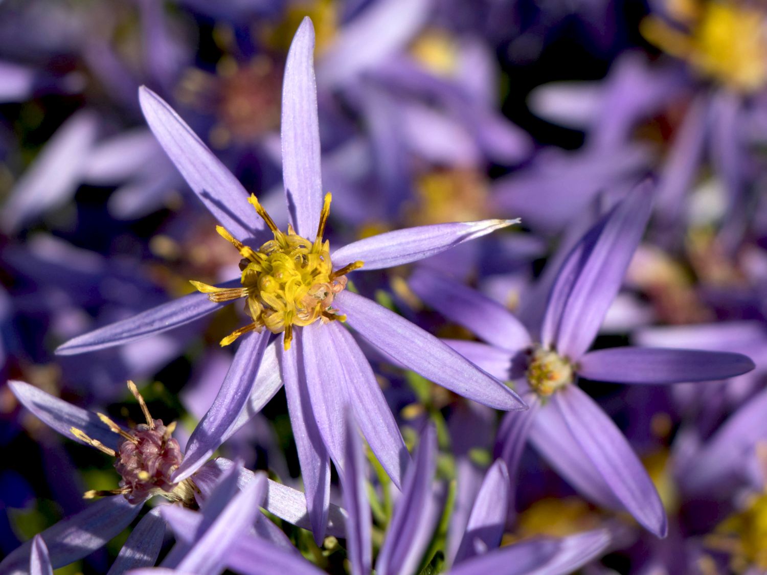 Niedrige Aster 'Nanus'