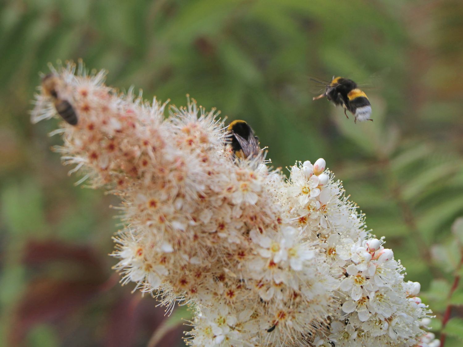 Niedrige Fiederspiere 'Sem'