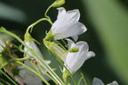 Niedrige Glockenblume 'Bavaria White' - Campanula cochleariifolia 'Bavaria White'