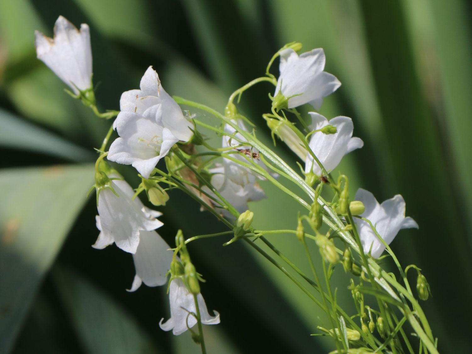 Niedrige Glockenblume 'Bavaria White' - Campanula cochleariifolia 'Bavaria White'