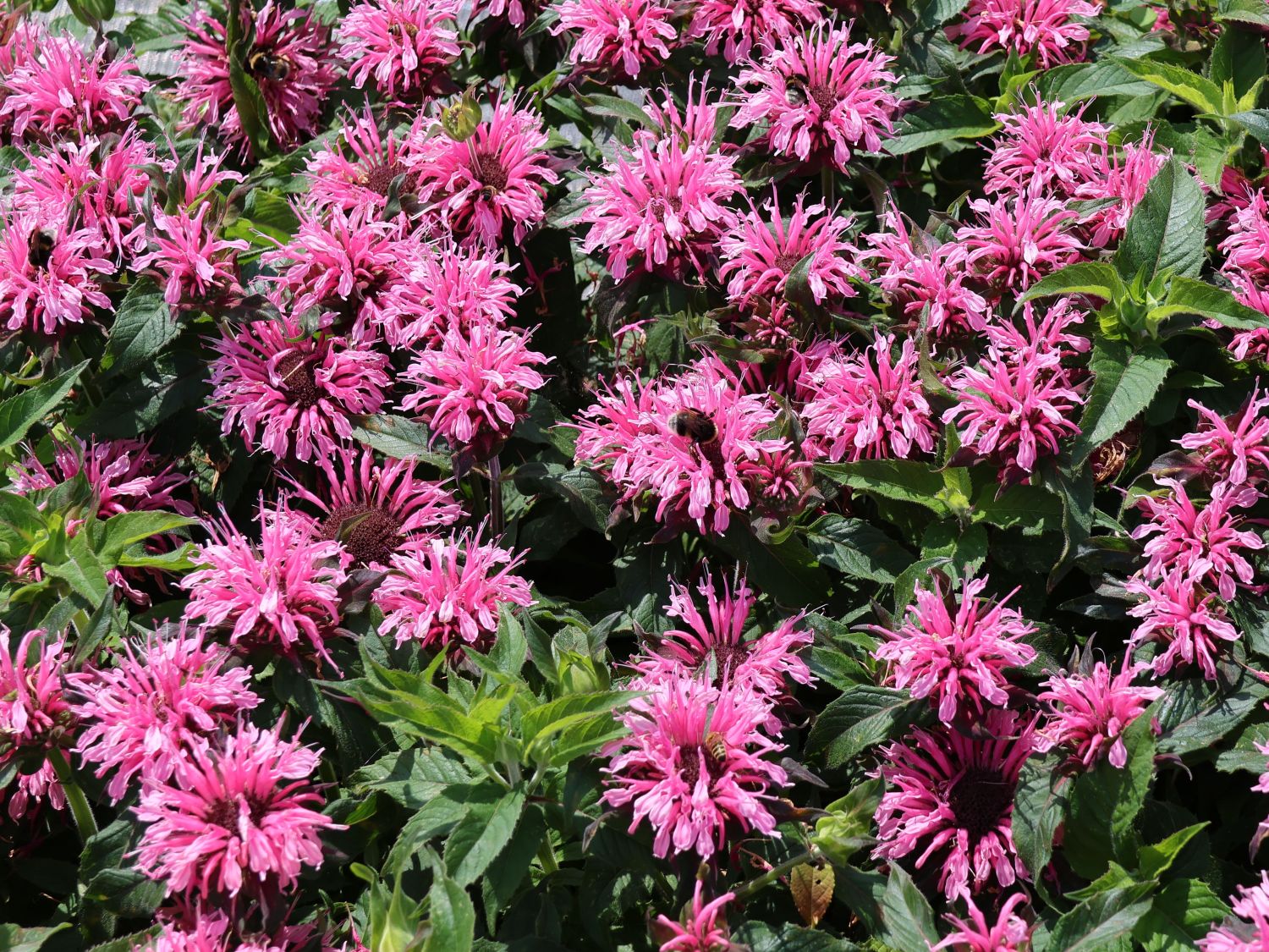 Niedrige Indianernessel 'Balmy Pink'