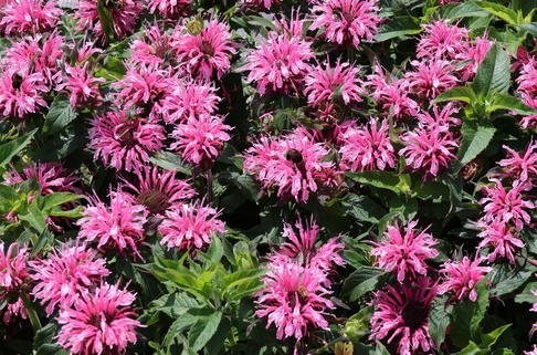 Niedrige Indianernessel 'Balmy Pink' - Monarda didyma 'Balmy Pink'