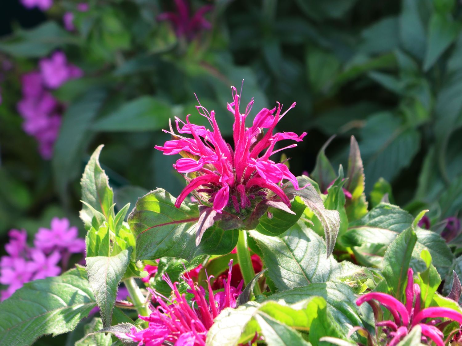 Niedrige Indianernessel 'Balmy Purple'