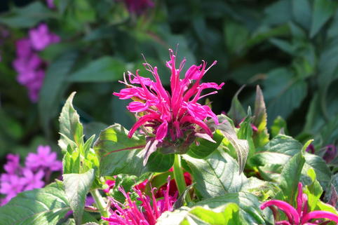 Niedrige Indianernessel 'Balmy Purple' - Monarda didyma 'Balmy Purple'
