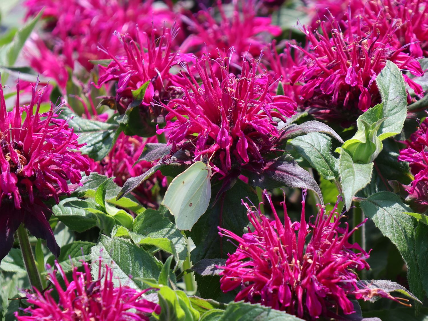 Niedrige Indianernessel 'Balmy Purple' - Monarda didyma 'Balmy Purple'