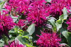 Niedrige Indianernessel 'Balmy Purple' - Monarda didyma 'Balmy Purple'
