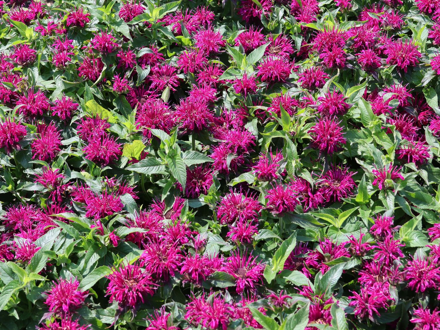 Niedrige Indianernessel 'Balmy Purple' - Monarda didyma 'Balmy Purple'
