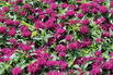 Niedrige Indianernessel 'Balmy Purple' - Monarda didyma 'Balmy Purple'