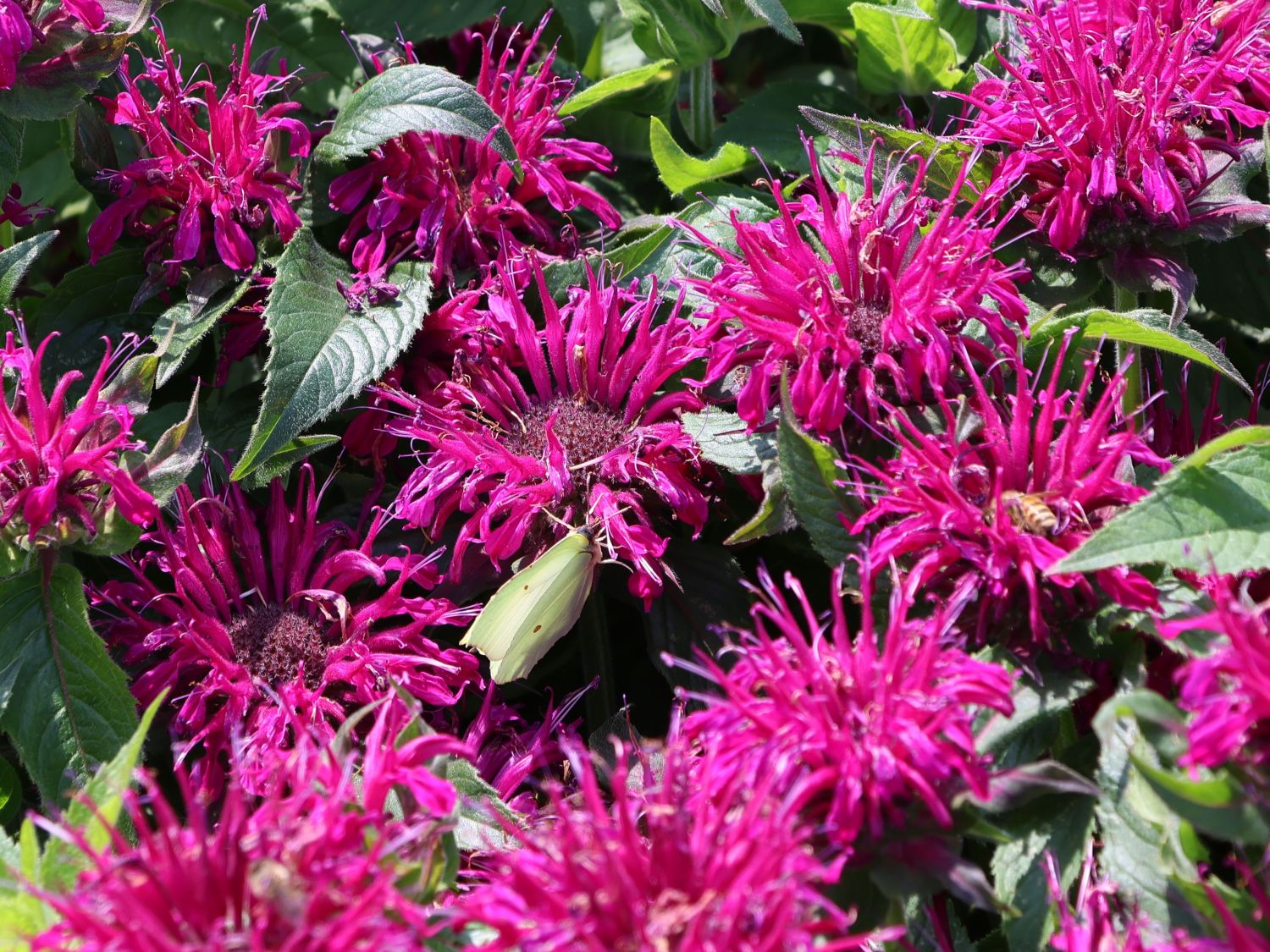 Niedrige Indianernessel 'Balmy Purple' - Monarda didyma 'Balmy Purple'