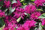 Niedrige Indianernessel 'Balmy Purple' - Monarda didyma 'Balmy Purple'