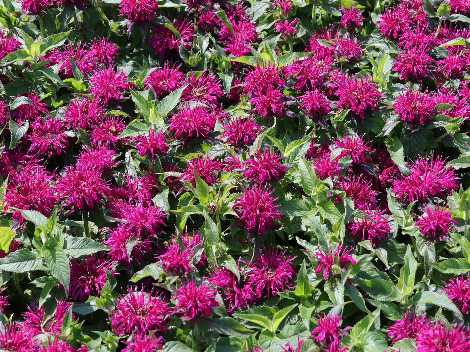 Niedrige Indianernessel 'Balmy Purple' - Monarda didyma 'Balmy Purple'